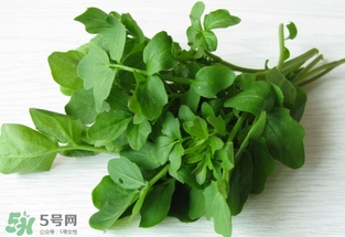 西洋菜是什么菜？西洋菜是什么樣的