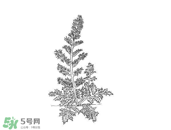 白蒿孕婦能吃嗎？孕婦可以吃白蒿嗎？