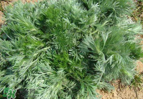 白蒿孕婦能吃嗎？孕婦可以吃白蒿嗎？