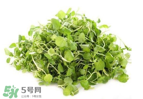 西洋菜怎么吃？西洋菜怎么做好吃