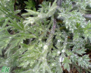 白蒿能治黃疸嗎？白蒿水可以治黃疸嗎？