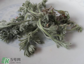白蒿能治黃疸嗎？白蒿水可以治黃疸嗎？