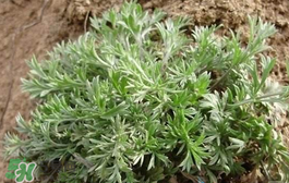 白蒿多少錢一斤？白蒿的價(jià)格