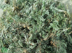 白蒿多少錢一斤？白蒿的價(jià)格