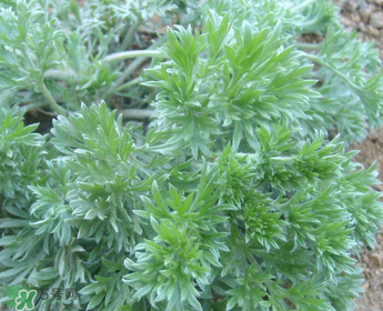 白蒿多少錢一斤？白蒿的價(jià)格