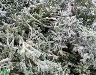 白蒿不能和什么一起吃？白蒿不能與什么同食？