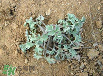 白蒿不能和什么一起吃？白蒿不能與什么同食？