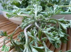 白蒿能生吃嗎？白蒿能不能生吃？