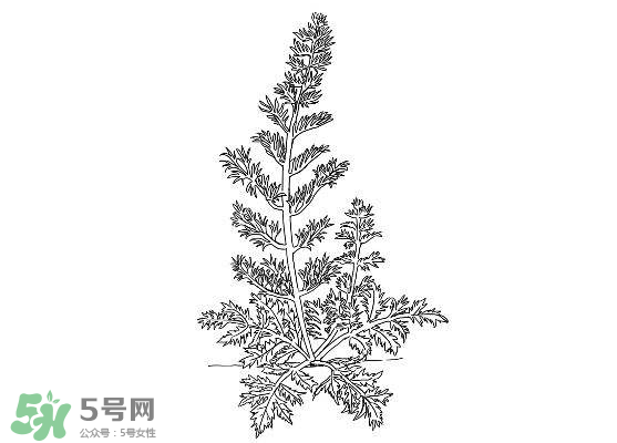 白蒿能生吃嗎？白蒿能不能生吃？