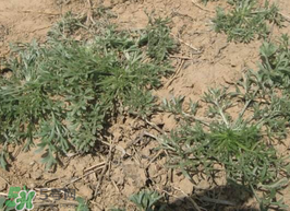 白蒿能生吃嗎？白蒿能不能生吃？