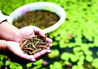 莼菜可以生吃嗎？莼菜怎么吃？