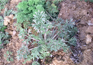 白蒿多少錢一斤？白蒿的價格