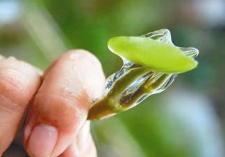 莼菜多少錢一斤？莼菜多少錢一斤2017？