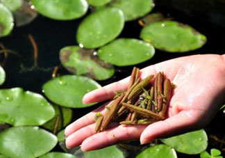 莼菜不能和什么一起吃？莼菜和什么相克？