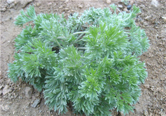 白蒿不能和什么一起吃？白蒿不能與什么同食？