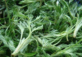 白蒿能治黃疸嗎？白蒿水可以治黃疸嗎？