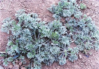 白蒿能生吃嗎？白蒿能不能生吃？