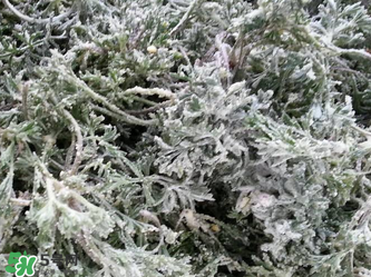 白蒿怎么做好吃？白蒿的做法