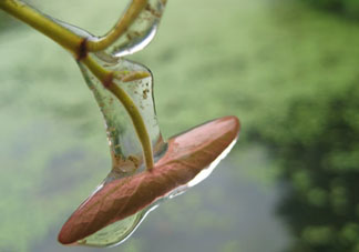 孕婦可以吃莼菜嗎？莼菜孕婦能吃嗎？