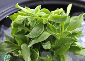 冰草不能和什么一起吃？冰草不能和什么同時(shí)吃？