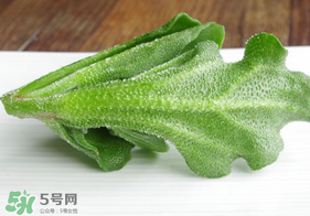 冰草不能和什么一起吃？冰草不能和什么同時(shí)吃？