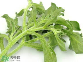 冰草為什么咸？冰草怎吃不咸？