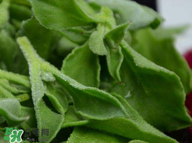 冰草多少錢一斤？非洲冰草多少錢一斤？