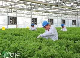 ?冰草為什么會(huì)酸？冰草為什么是酸的？