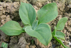 冰草什么時(shí)候種？冰草怎么種植？