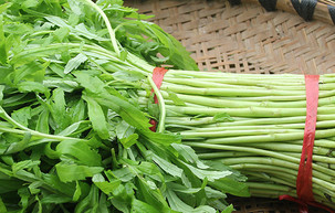 泥蒿的葉子可以吃嗎？泥蒿的葉子能不能吃