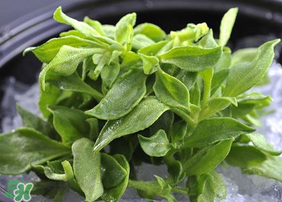 冰草吃了有什么好處？冰草的營養(yǎng)價值