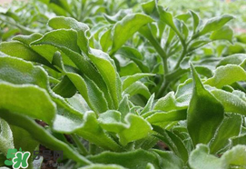 冰菜什么季節(jié)種植？冰菜怎么種植？