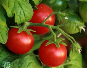 蝦爬子可以和西紅柿一起吃嗎？蝦爬和西紅柿能一起吃嗎？