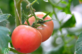 蝦爬子可以和西紅柿一起吃嗎？蝦爬和西紅柿能一起吃嗎？