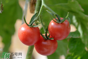 蝦爬子可以和西紅柿一起吃嗎？蝦爬和西紅柿能一起吃嗎？