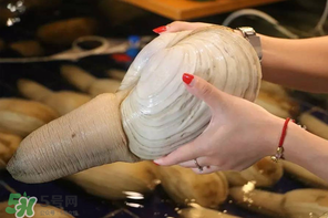 2017象拔蚌多少錢一斤？象拔蚌多少錢一斤2017？