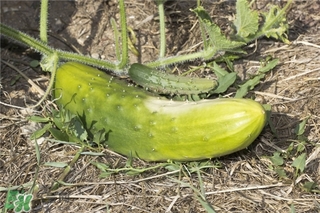 黃瓜根能吃嗎？黃瓜根可以吃嗎？