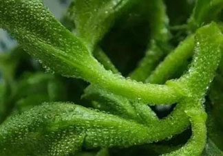 冰草可以放冰箱嗎？冰草能用冰塊保存嗎？