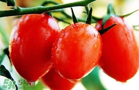 圣女果什么好處？圣女果的營養(yǎng)價(jià)值