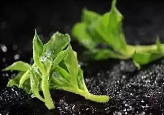 冰草怎么涼拌？冰草怎么涼拌好吃？