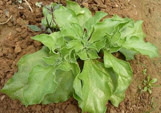 冰菜什么季節(jié)種植？冰菜怎么種植？