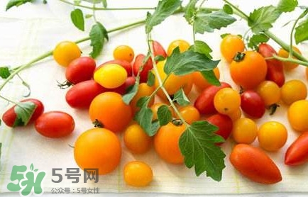 圣女果是轉(zhuǎn)基因的嗎？圣女果轉(zhuǎn)基因食品嗎