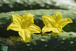 黃瓜根能吃嗎？黃瓜根可以吃嗎？