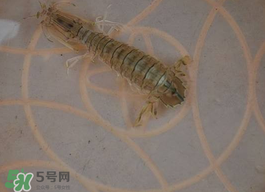 蝦爬子怎么保存？蝦爬子怎么保存才新鮮？