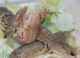 蝦爬子怎么保存？蝦爬子怎么保存才新鮮？