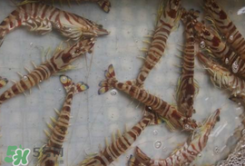 蝦爬子能放多久？蝦爬子怎么保存時(shí)間長(zhǎng)？