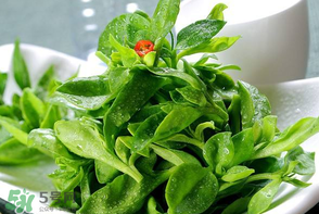 冰草是田七嗎？冰草和田七一樣嗎？