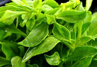 冰草是田七嗎？冰草和田七一樣嗎？