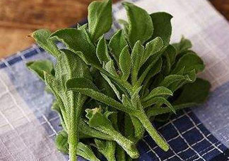 吃冰菜有什么好處？冰菜吃了有什么好處？