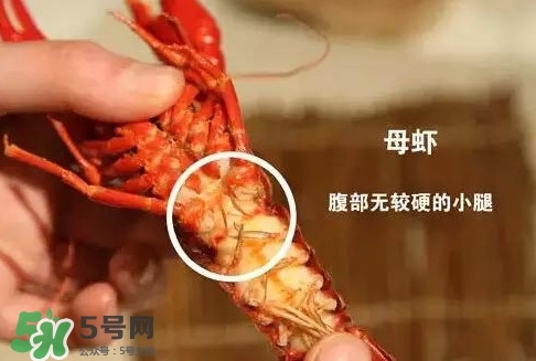 蝦子怎么吃？蝦子的吃法